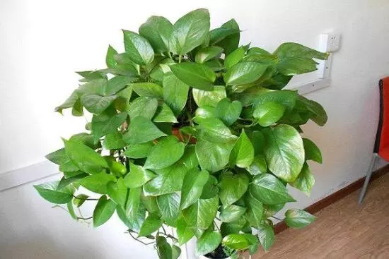 绿萝长不好,黄叶子,5点绿萝养护技巧,家养绿萝不发愁