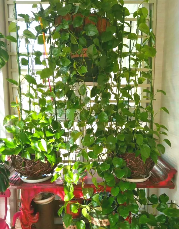 绿萝长不好,黄叶子,5点绿萝养护技巧,家养绿萝不发愁