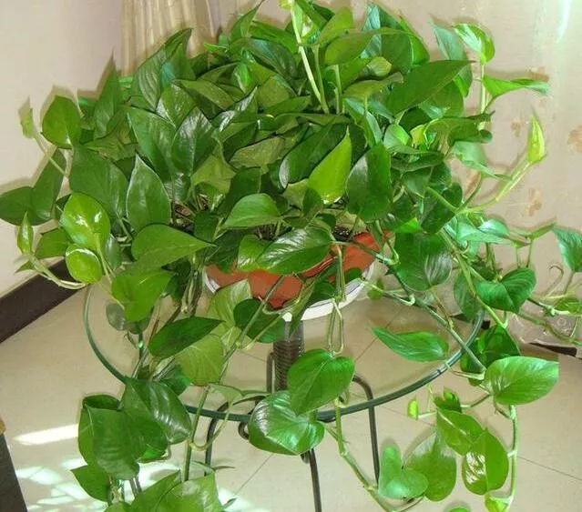 绿萝长不好,黄叶子,5点绿萝养护技巧,家养绿萝不发愁