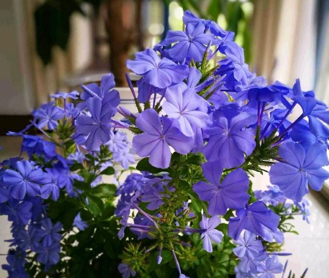 爱花就养一盆“蓝雪花”,随便养就能开花爆盆,适合懒人养护