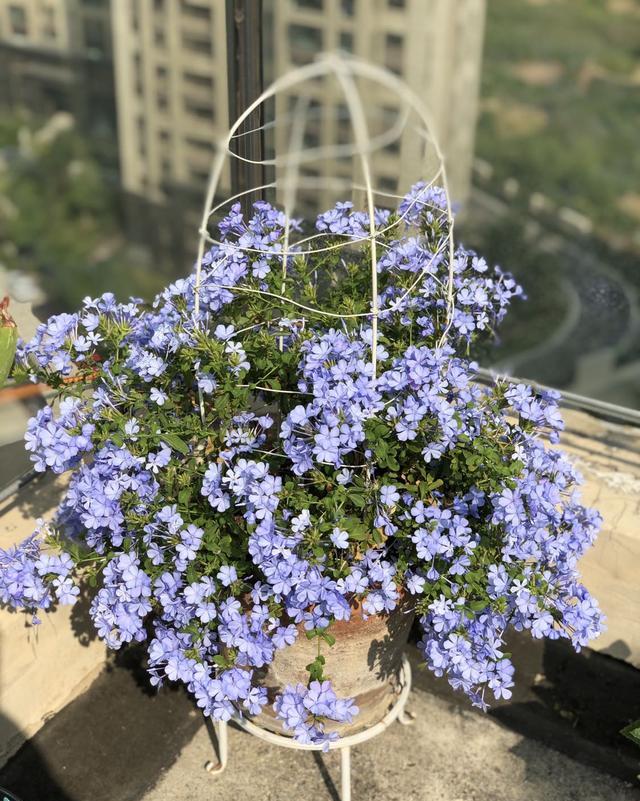 爱花就养一盆“蓝雪花”,随便养就能开花爆盆,适合懒人养护