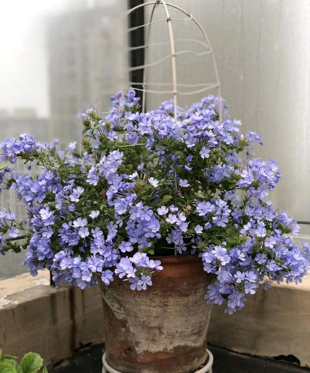 爱花就养一盆“蓝雪花”,随便养就能开花爆盆,适合懒人养护