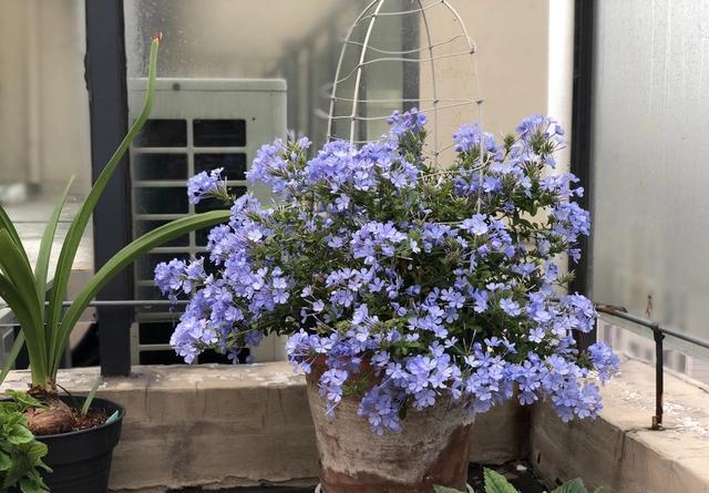 爱花就养一盆“蓝雪花”,随便养就能开花爆盆,适合懒人养护