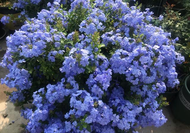 爱花就养一盆“蓝雪花”,随便养就能开花爆盆,适合懒人养护