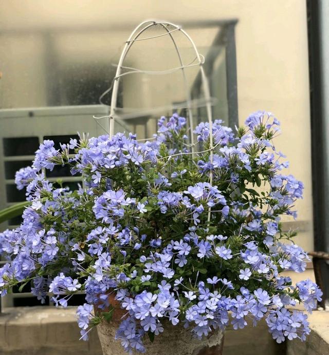 爱花就养一盆“蓝雪花”,随便养就能开花爆盆,适合懒人养护