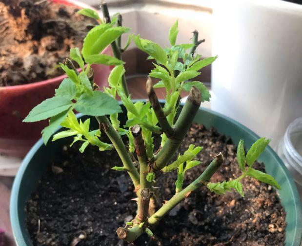秋天养花，掌握这5点养花知识，正确管理花卉，让花健康生长