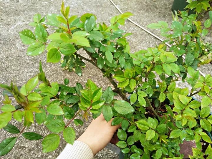 秋天养花，掌握这5点养花知识，正确管理花卉，让花健康生长