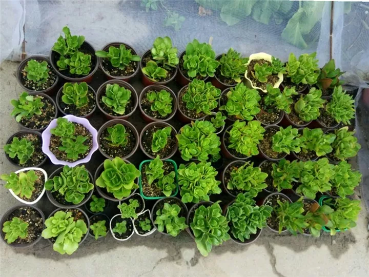 秋天养花，掌握这5点养花知识，正确管理花卉，让花健康生长
