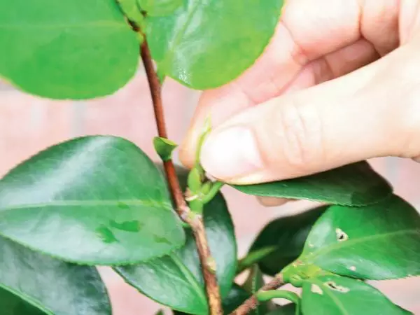 秋天养花，掌握这5点养花知识，正确管理花卉，让花健康生长