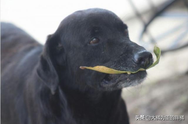 流浪狗跟人学习买饼干,竟把“树叶”当钱用,老板的做法太有爱了