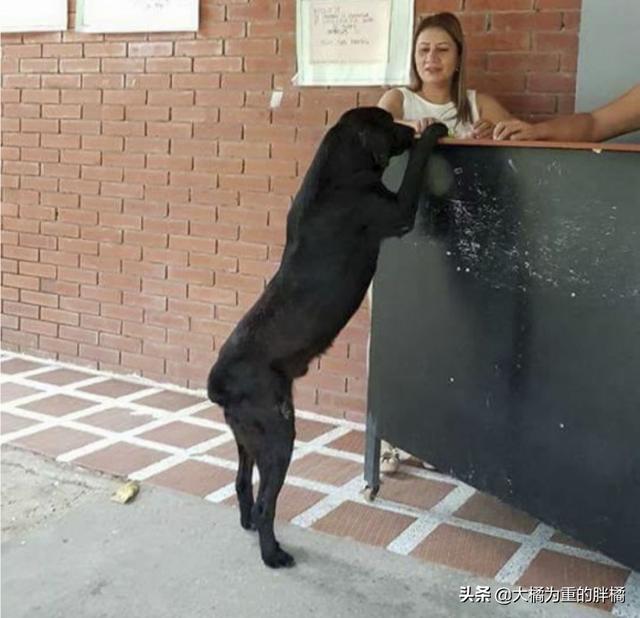 流浪狗跟人学习买饼干,竟把“树叶”当钱用,老板的做法太有爱了
