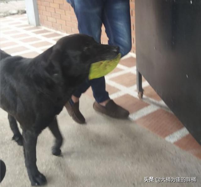 流浪狗跟人学习买饼干,竟把“树叶”当钱用,老板的做法太有爱了