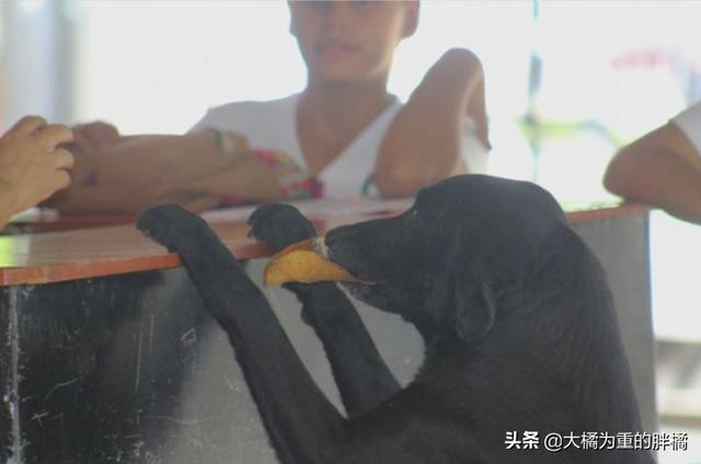 流浪狗跟人学习买饼干,竟把“树叶”当钱用,老板的做法太有爱了