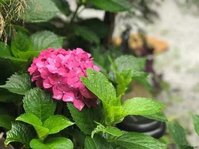 步入秋冬,我们的植物应该如何养护?掌握几点,轻松度过!