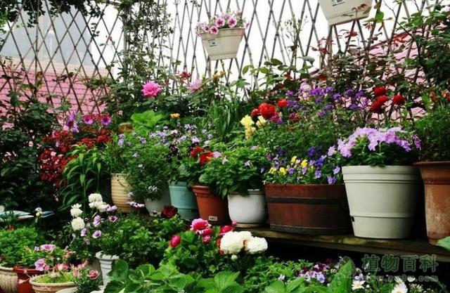 步入秋冬,我们的植物应该如何养护?掌握几点,轻松度过!