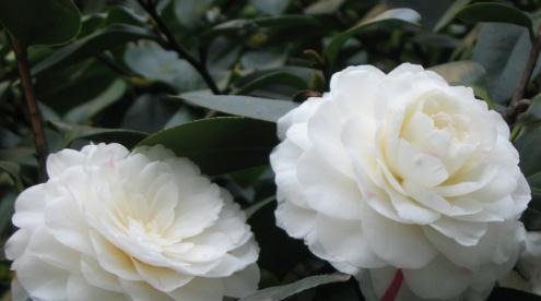 喜欢菊花,不如养盆“花中珍品”白雪塔,养护容易,花叶俱美