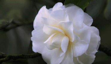 喜欢菊花,不如养盆“花中珍品”白雪塔,养护容易,花叶俱美