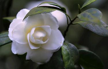 喜欢菊花,不如养盆“花中珍品”白雪塔,养护容易,花叶俱美