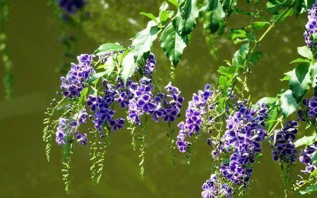 喜欢菊花,不如养盆“花中珍品”白雪塔,养护容易,花叶俱美