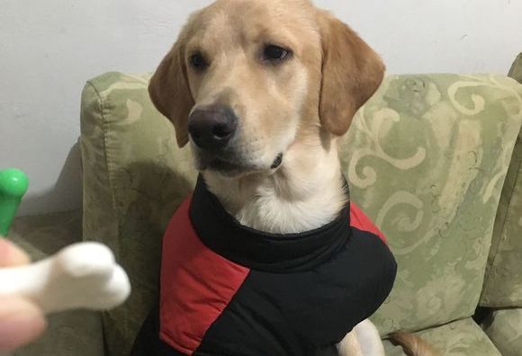 有这么一种小饼干，你要不要吃？