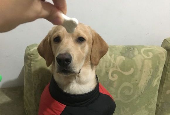 有这么一种小饼干，你要不要吃？