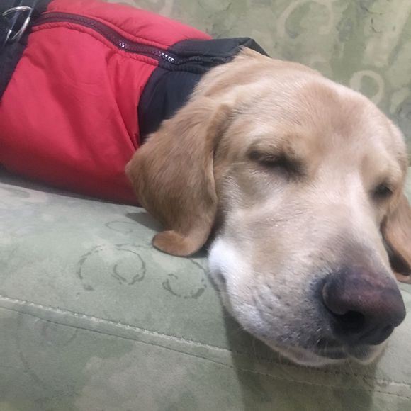 有这么一种小饼干，你要不要吃？