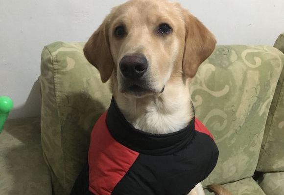 有这么一种小饼干，你要不要吃？