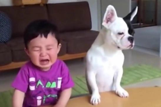 狗狗看着小主人吃饼干，宝宝下一秒动作，把网友们更是笑翻了