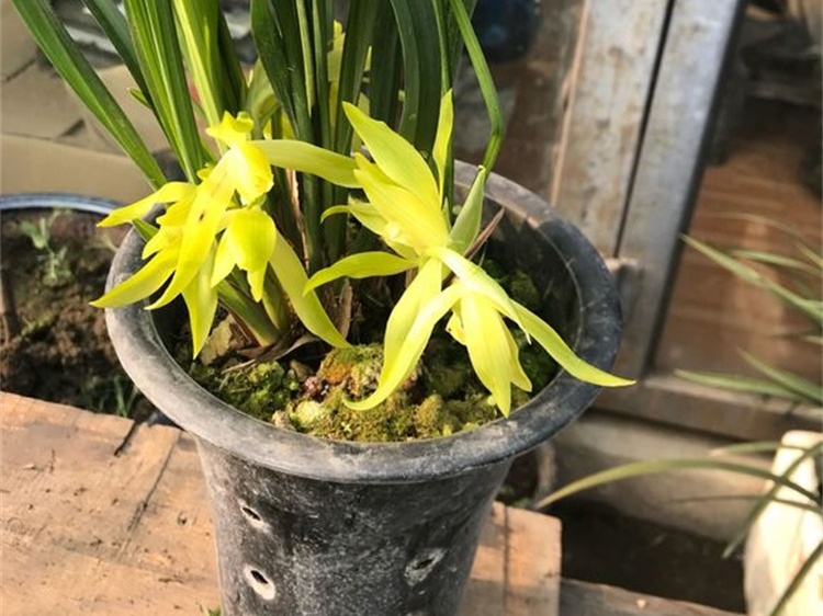 花生壳养兰花,到底靠不靠谱?看了就知道