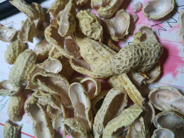 花生壳养兰花,到底靠不靠谱?看了就知道