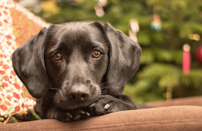 别以为你的狗狗很正经 、不信安装监控试一试！