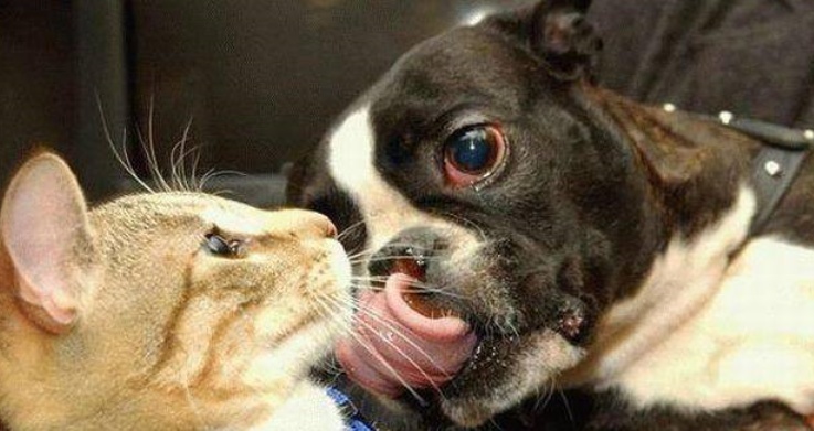 别以为你的狗狗很正经 、不信安装监控试一试！