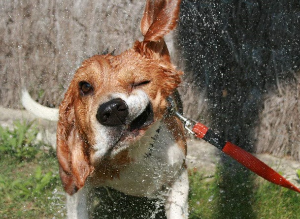 别以为你的狗狗很正经 、不信安装监控试一试！