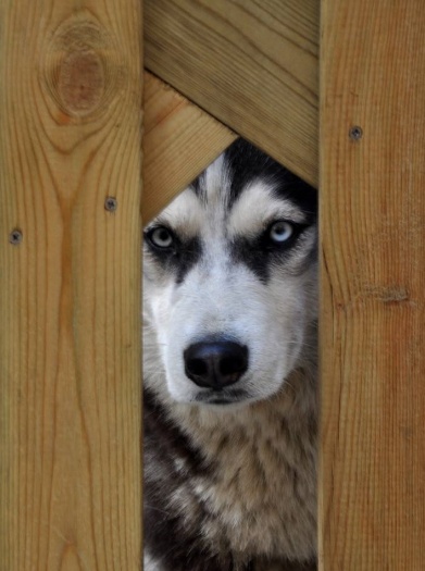 别以为你的狗狗很正经 、不信安装监控试一试！