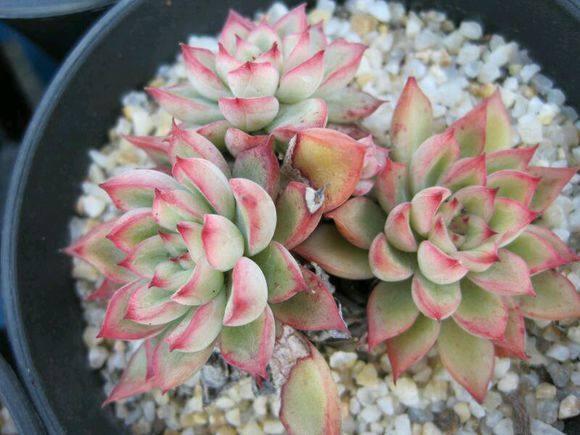 养护多肉，没事惹它多”吃酸“，爆起崽崽来一窝一窝的