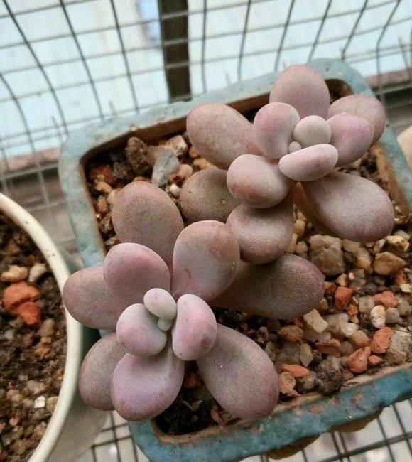 养护多肉，没事惹它多”吃酸“，爆起崽崽来一窝一窝的