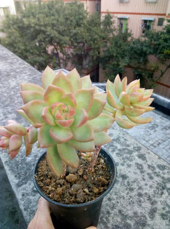 养护多肉，没事惹它多”吃酸“，爆起崽崽来一窝一窝的