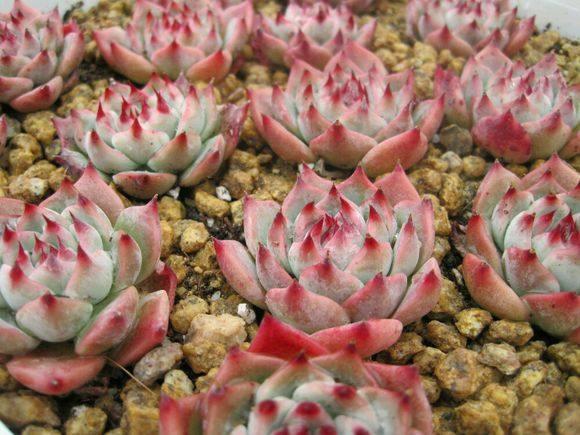 养护多肉，没事惹它多”吃酸“，爆起崽崽来一窝一窝的