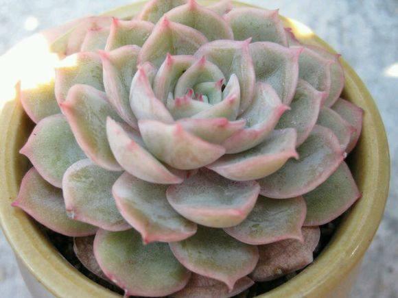 养护多肉，没事惹它多”吃酸“，爆起崽崽来一窝一窝的