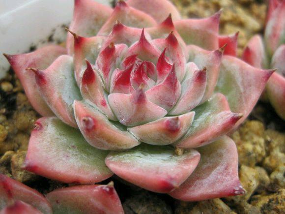 养护多肉，没事惹它多”吃酸“，爆起崽崽来一窝一窝的