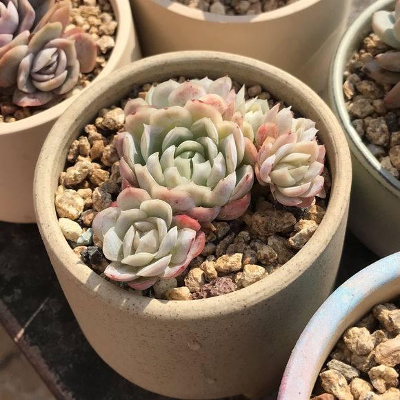 养护多肉，没事惹它多”吃酸“，爆起崽崽来一窝一窝的