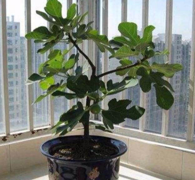 冬季里室内的无花果盆栽，如何养护？要这样管理，才会硕果累累
