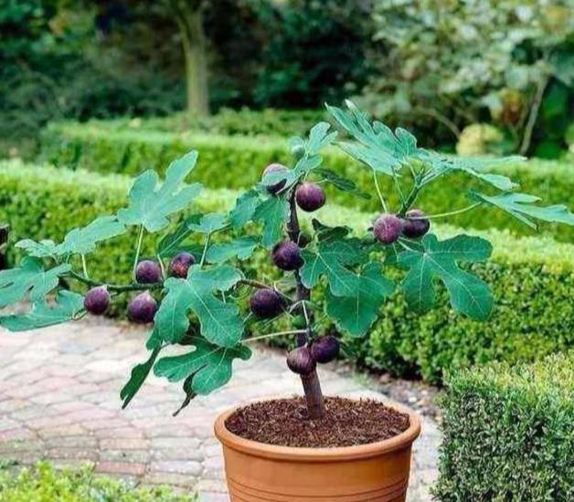 冬季里室内的无花果盆栽，如何养护？要这样管理，才会硕果累累