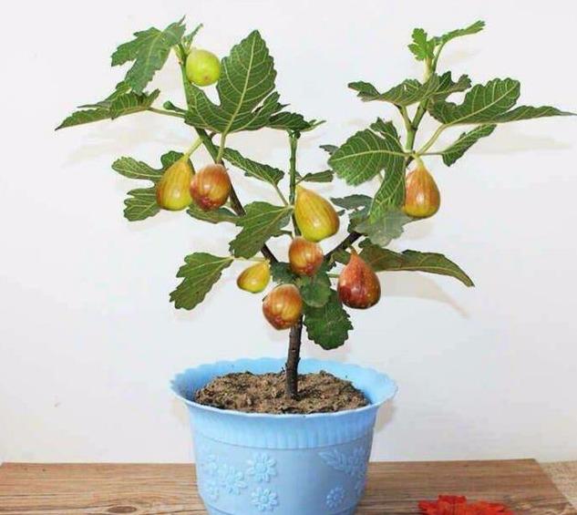 冬季里室内的无花果盆栽，如何养护？要这样管理，才会硕果累累