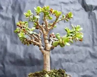 养10年的“马齿笕树”，变成老桩盆景“最值钱”，养护方法简单