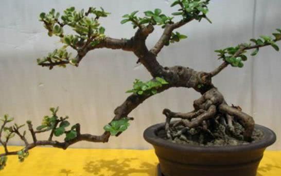 养10年的“马齿笕树”，变成老桩盆景“最值钱”，养护方法简单