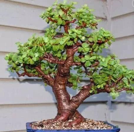 养10年的“马齿笕树”，变成老桩盆景“最值钱”，养护方法简单