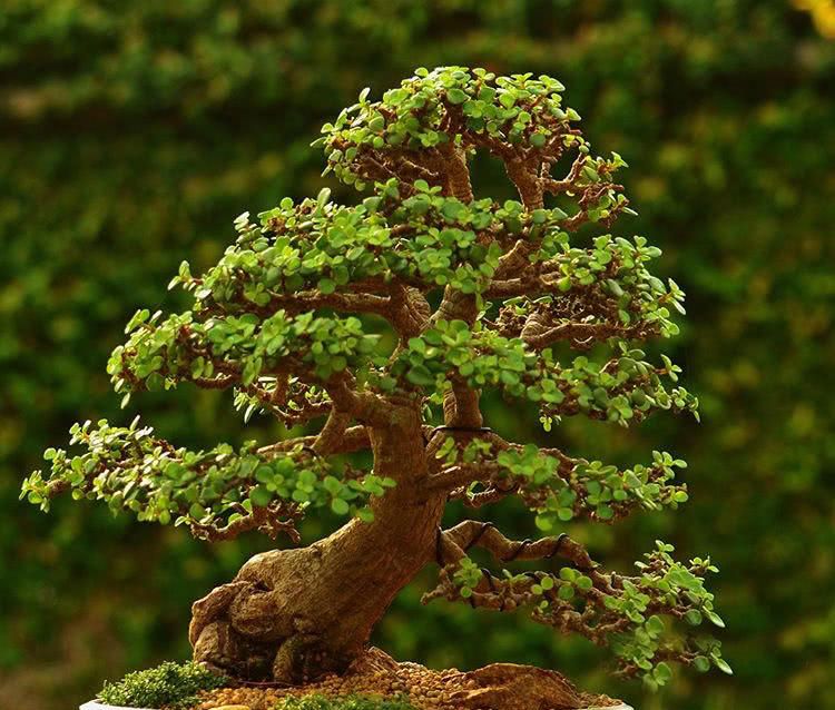 养10年的“马齿笕树”，变成老桩盆景“最值钱”，养护方法简单