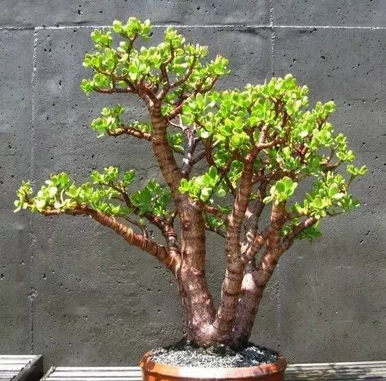 养10年的“马齿笕树”，变成老桩盆景“最值钱”，养护方法简单