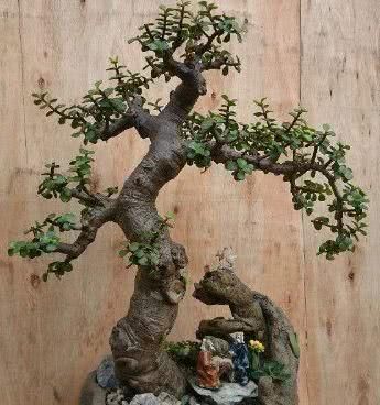 养10年的“马齿笕树”，变成老桩盆景“最值钱”，养护方法简单